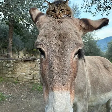 Фермерський будинок Margherita