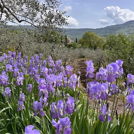 Farm stay Margherita Cortona