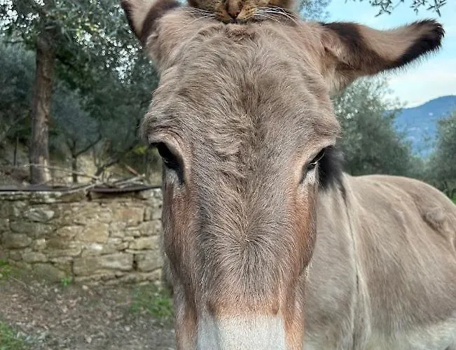 Alloggio per agriturismo Margherita