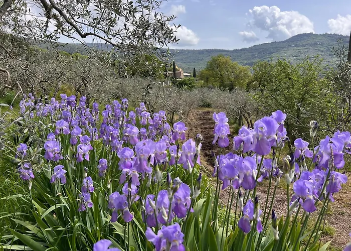 Feriegård Margherita Cortona